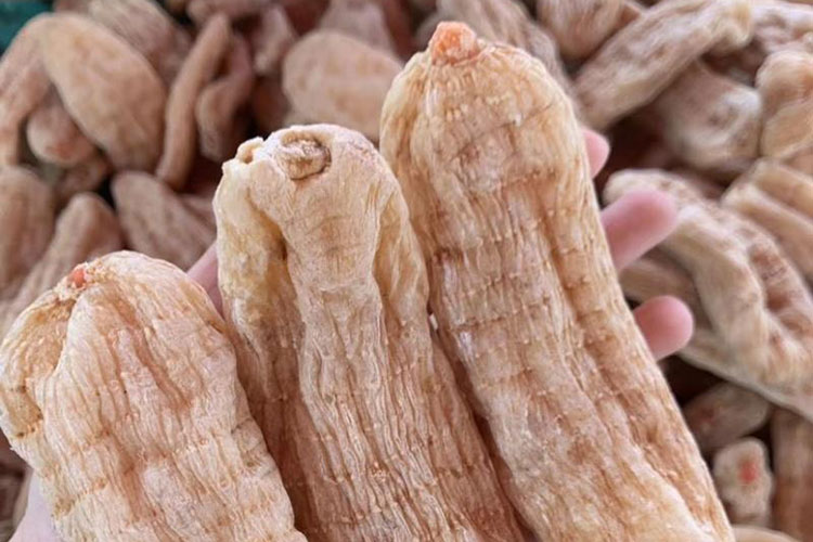 药食同源产品介绍:天麻